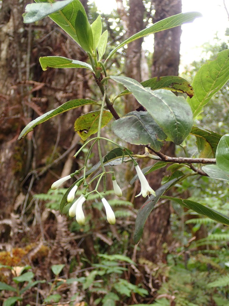 Largeflower Wild Coffee photo 6