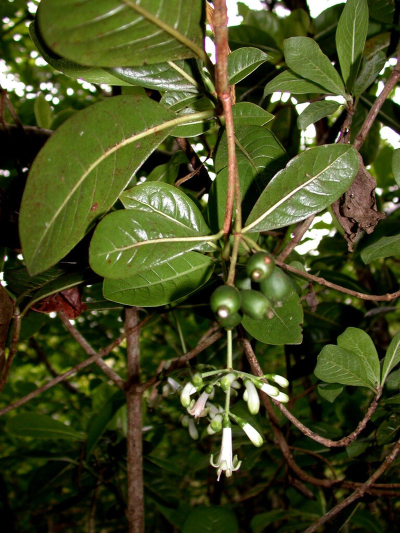 Largeflower Wild Coffee photo 7
