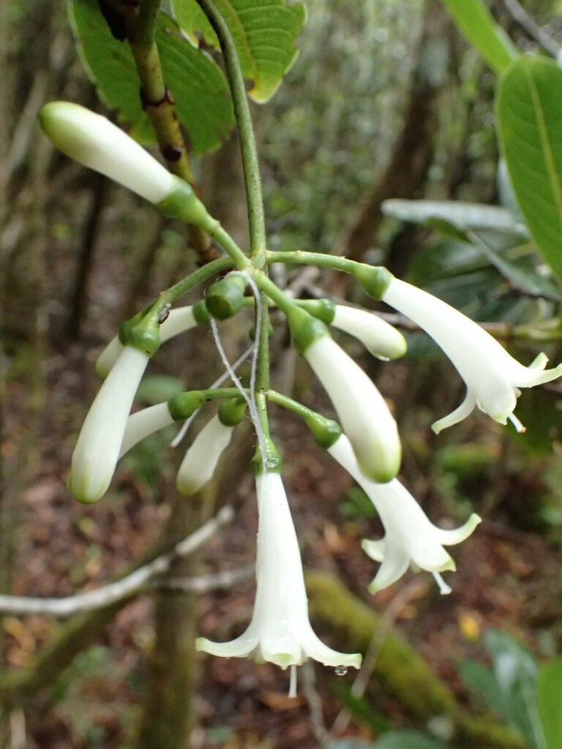 Largeflower Wild Coffee photo 8