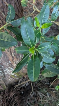 Kauai Wild Coffee