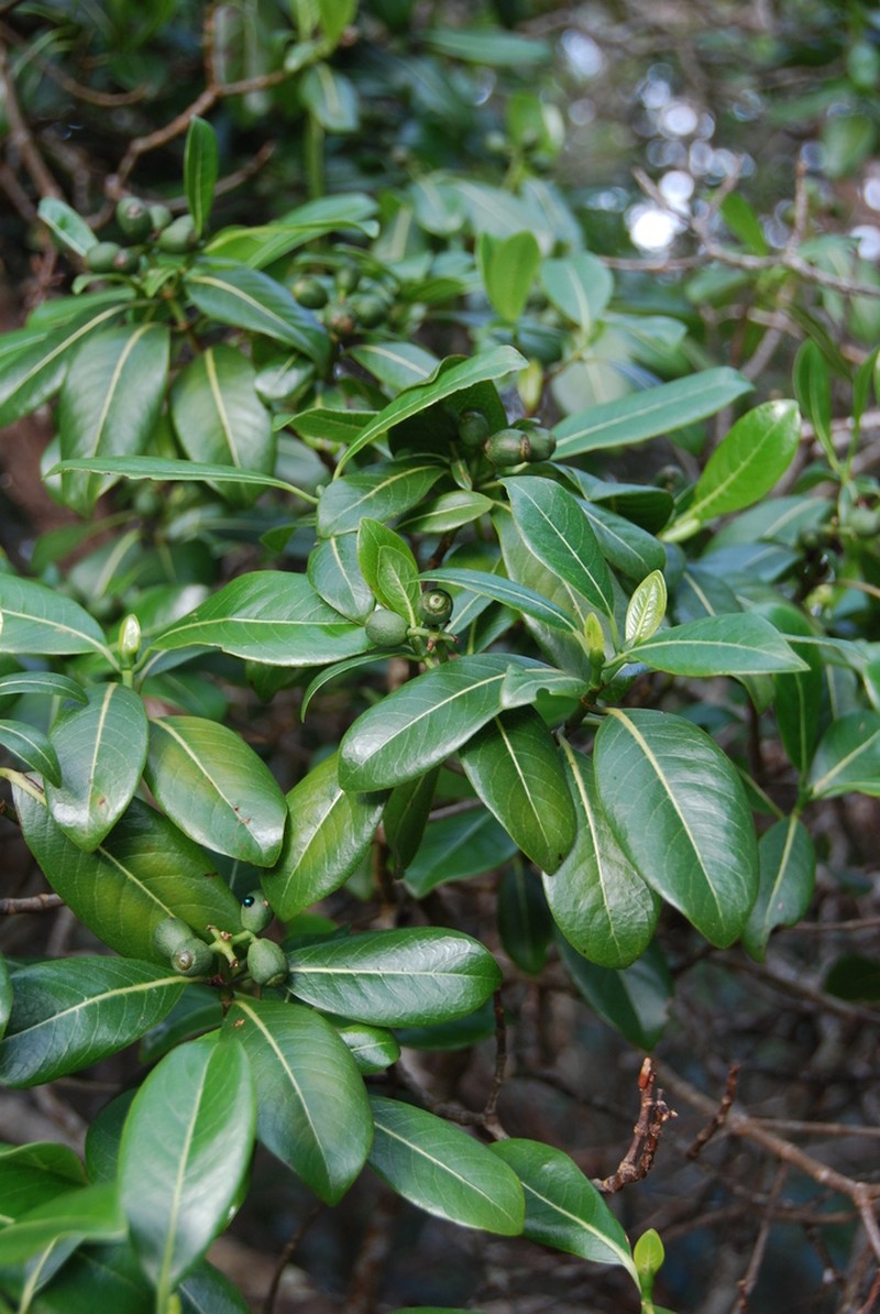 Kauai Wild Coffee photo 3