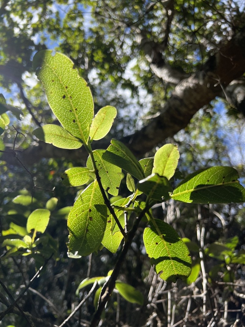Kauai Wild Coffee photo 7