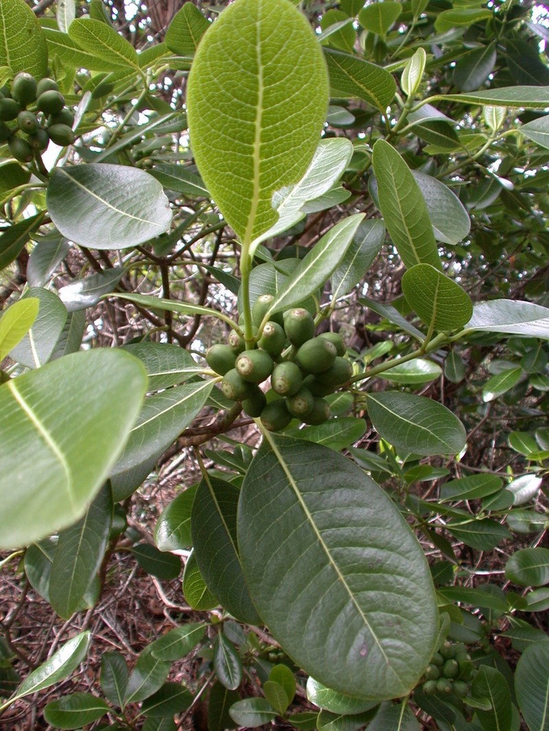 Kauai Wild Coffee photo 8
