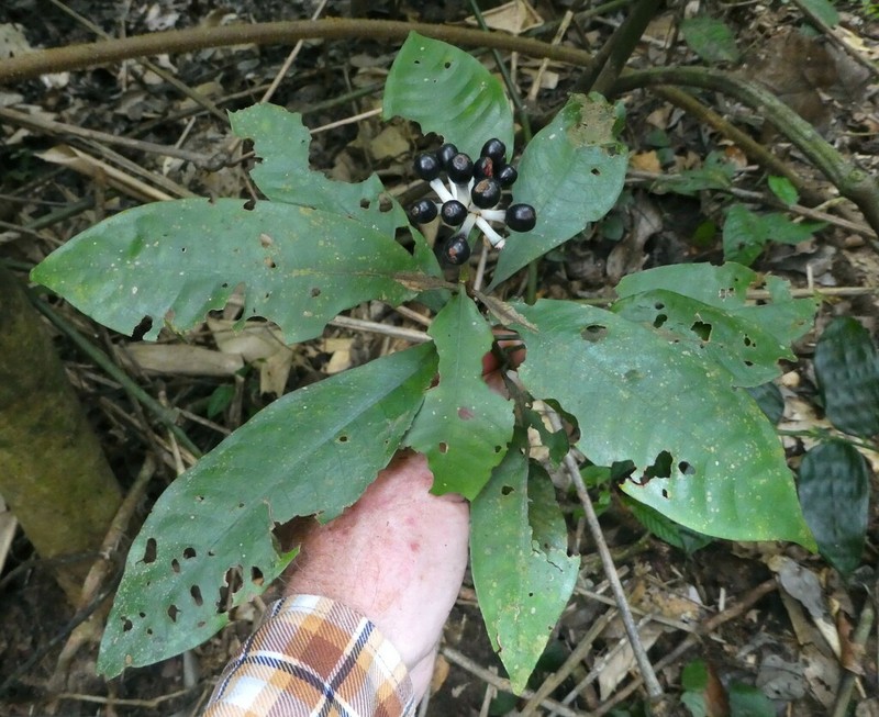 Psychotria guerzeensis