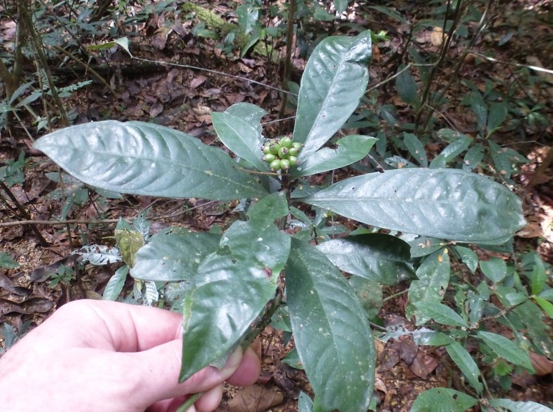 Psychotria guerzeensis photo 2