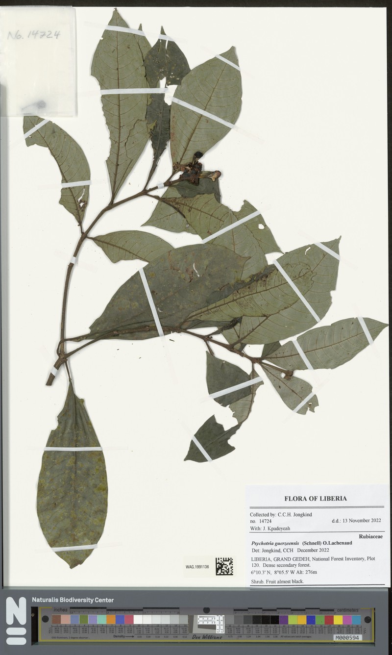 Psychotria guerzeensis photo 3