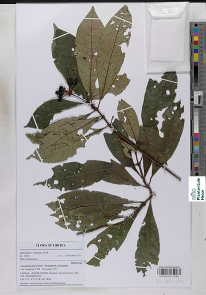 Psychotria guerzeensis photo 4