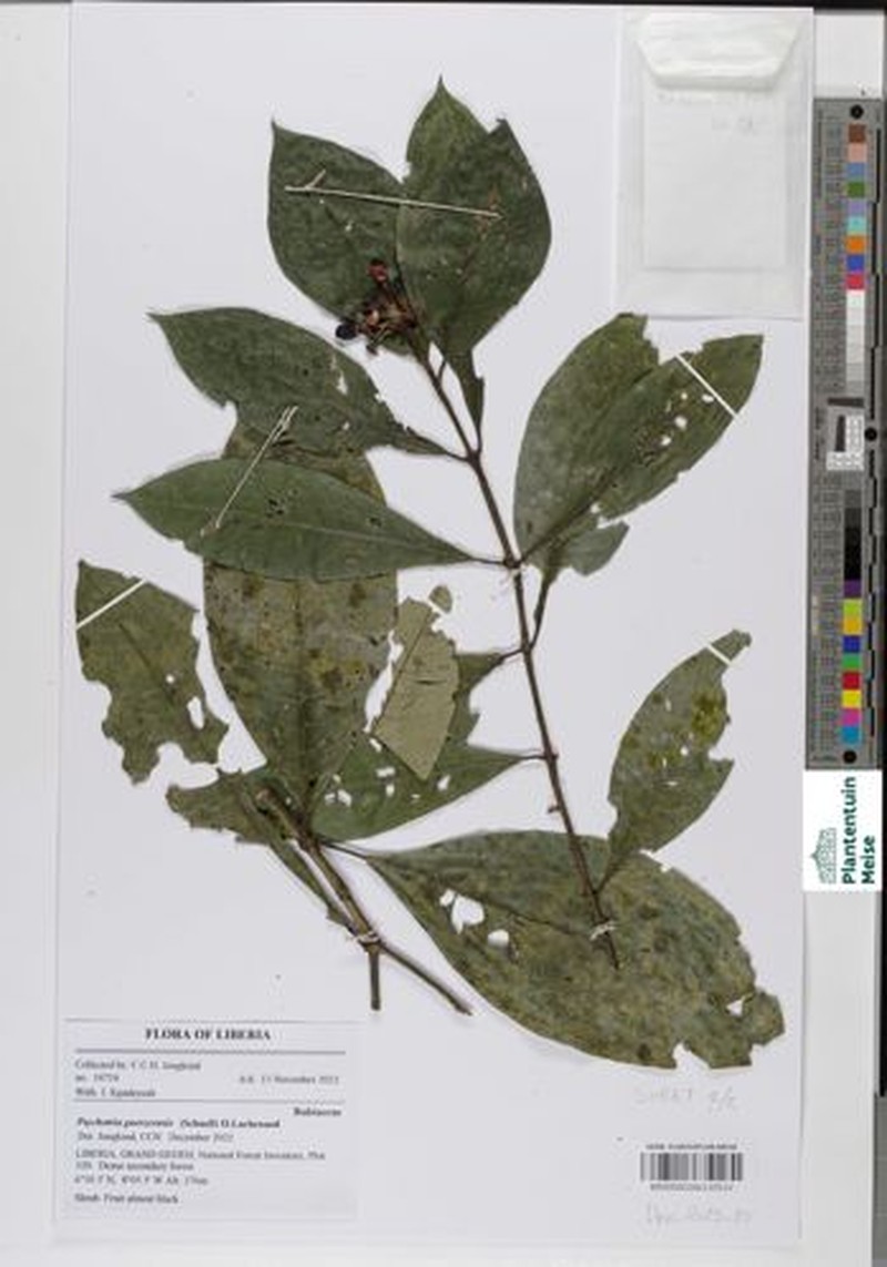 Psychotria guerzeensis photo 5