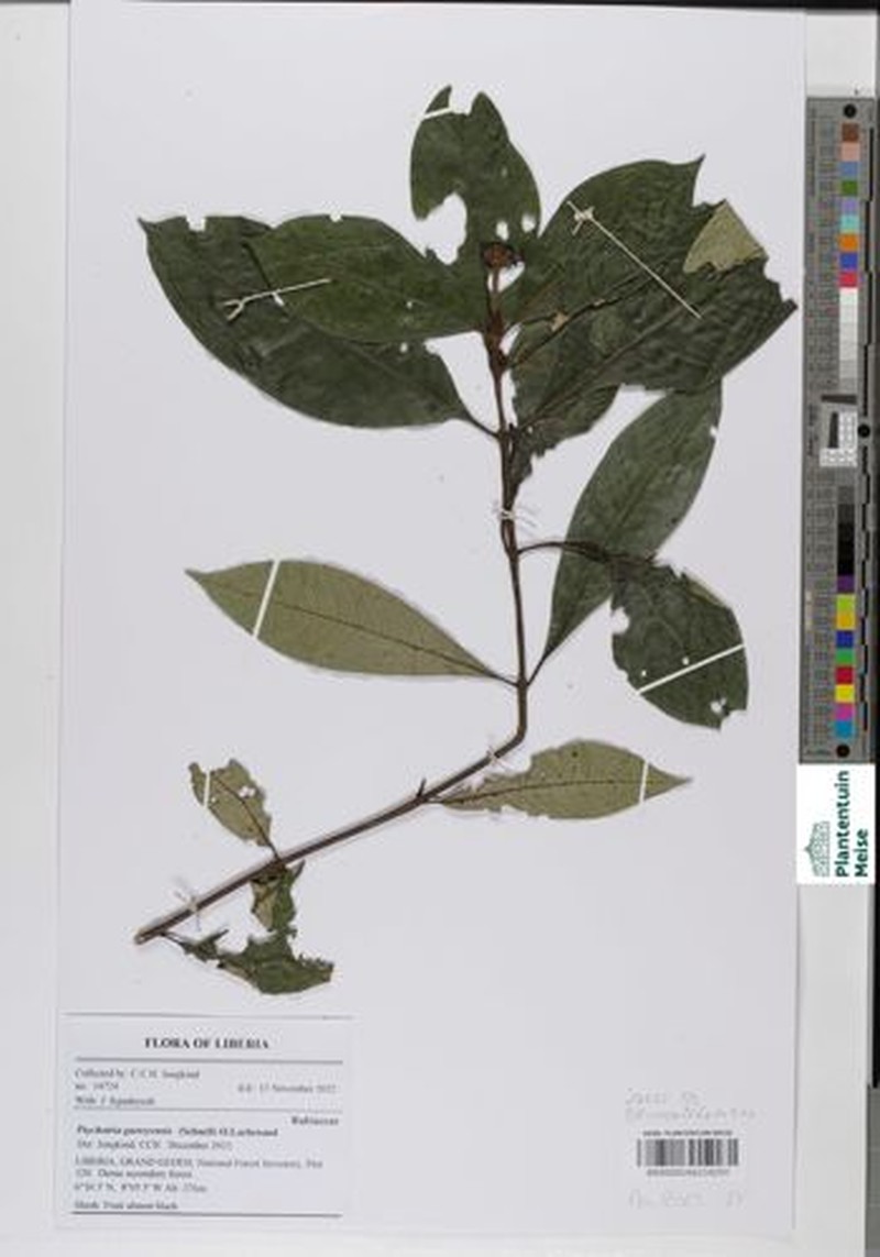 Psychotria guerzeensis photo 6