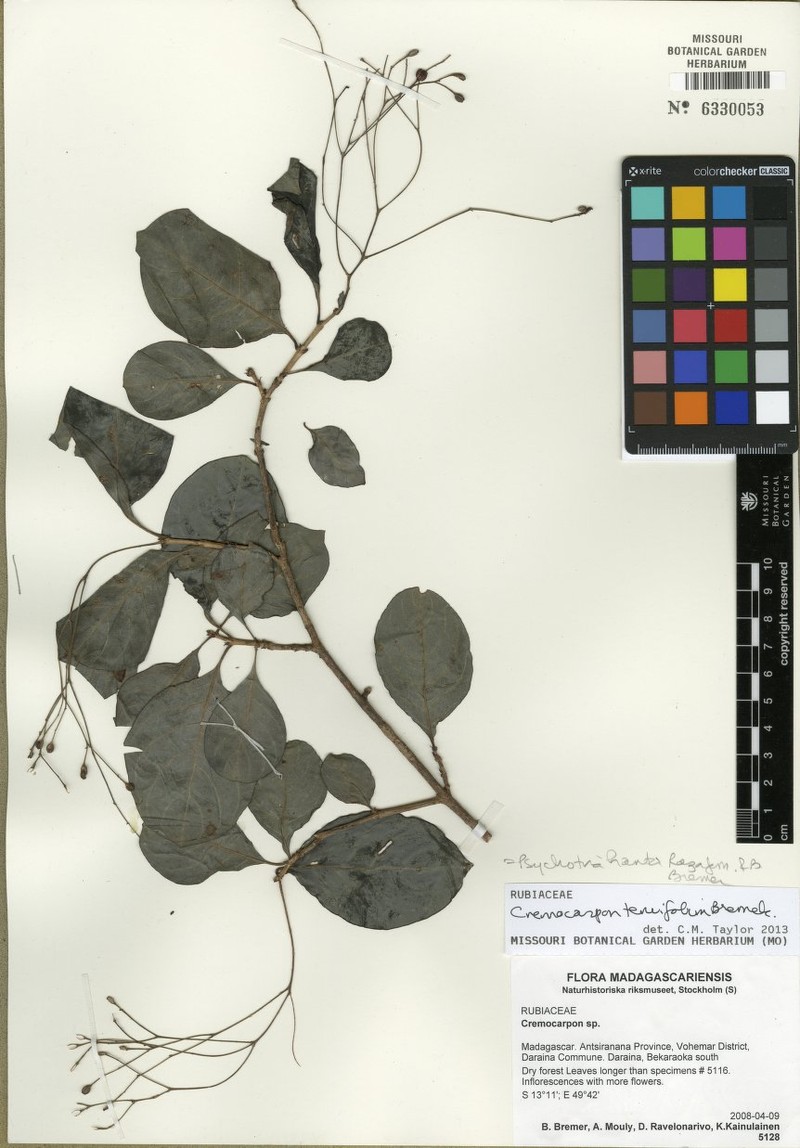 Psychotria hanta