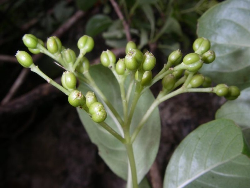 Psychotria hanta photo 2