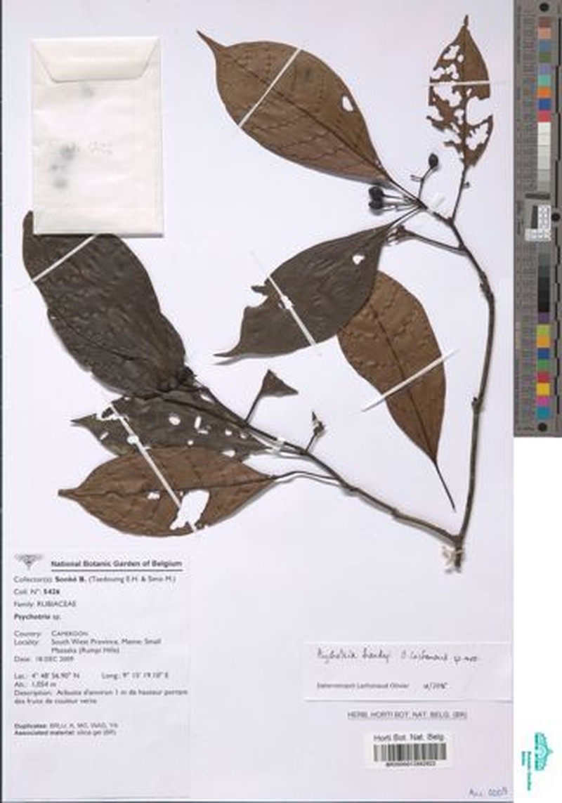 Psychotria hardyi