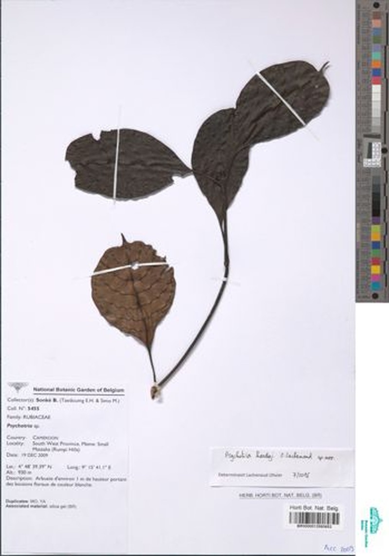 Psychotria hardyi photo 2