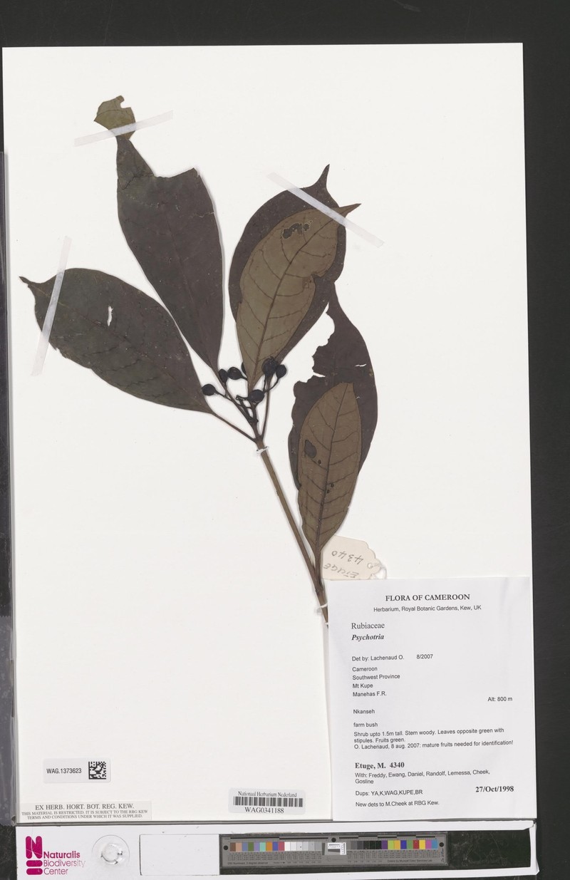 Psychotria hardyi photo 3
