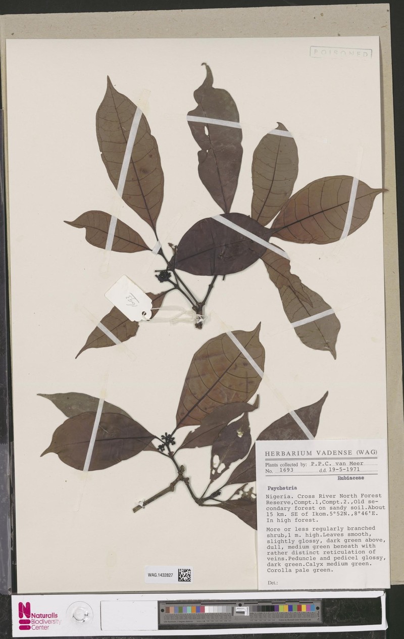 Psychotria hardyi photo 4