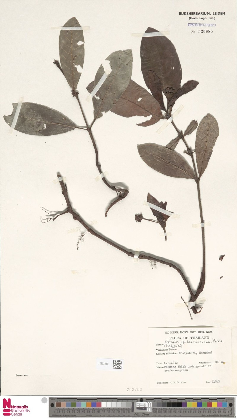 Psychotria harmandiana