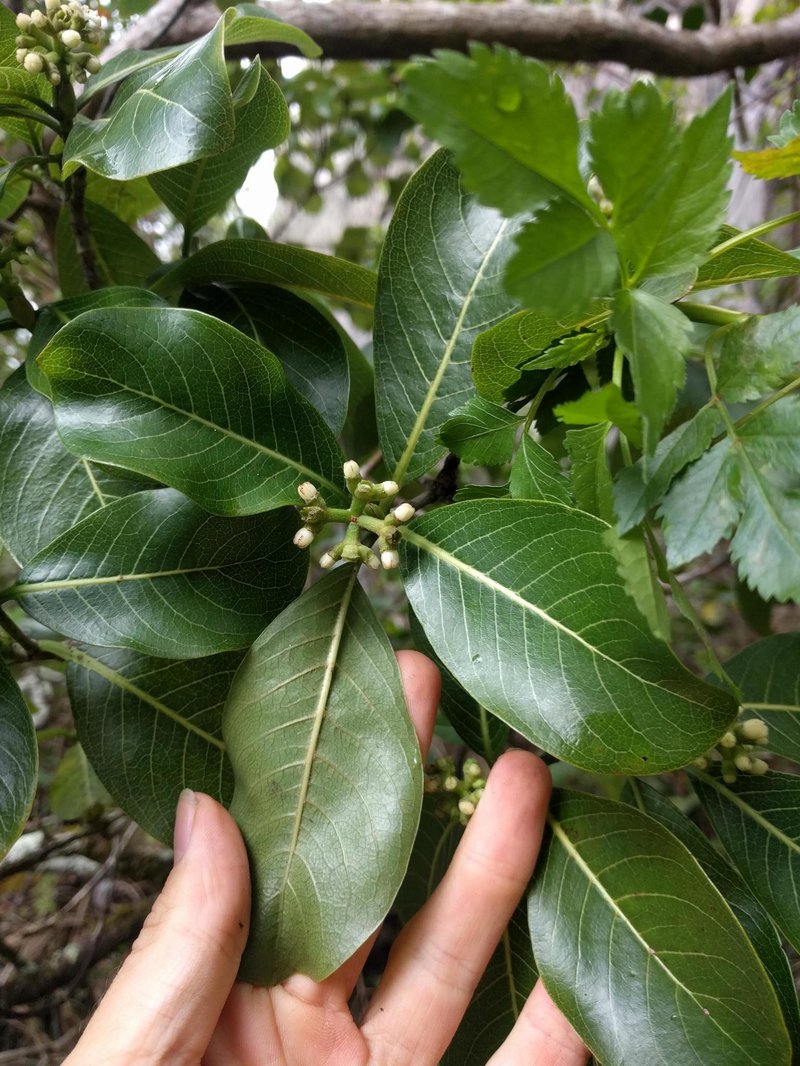 Waianae Range Wild Coffee