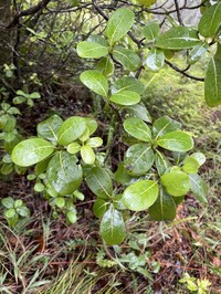 Waianae Range Wild Coffee