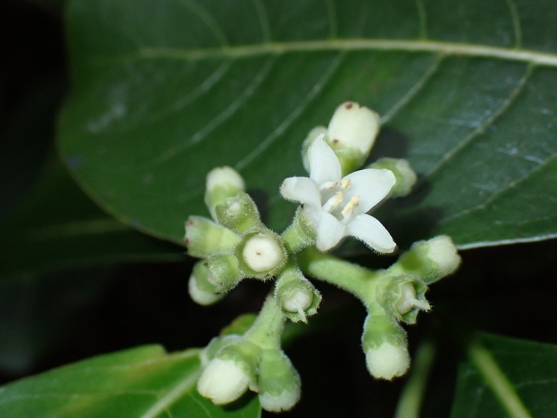 Waianae Range Wild Coffee photo 4