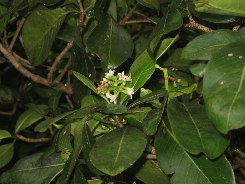 Waianae Range Wild Coffee photo 5