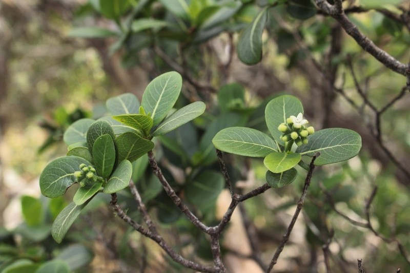 Waianae Range Wild Coffee photo 6