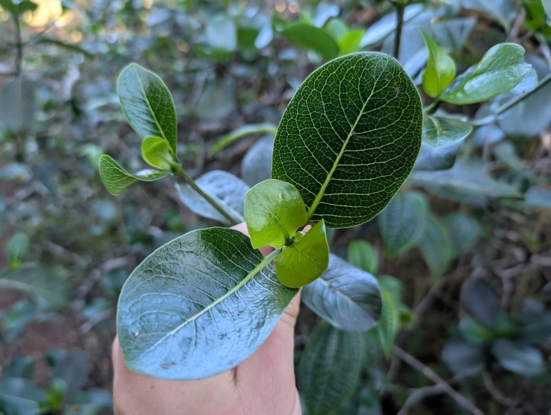Waianae Range Wild Coffee photo 7