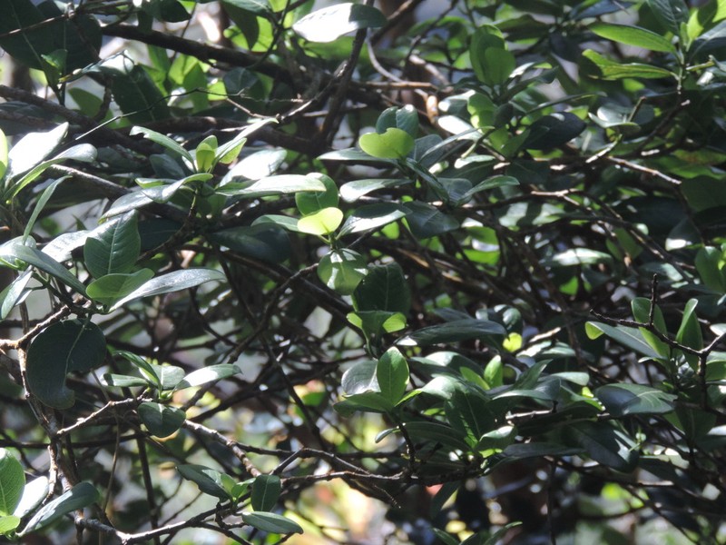 Waianae Range Wild Coffee photo 8