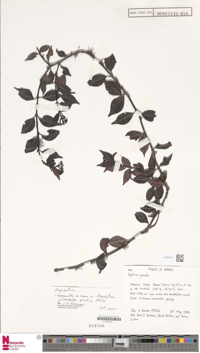 Psychotria havilandii