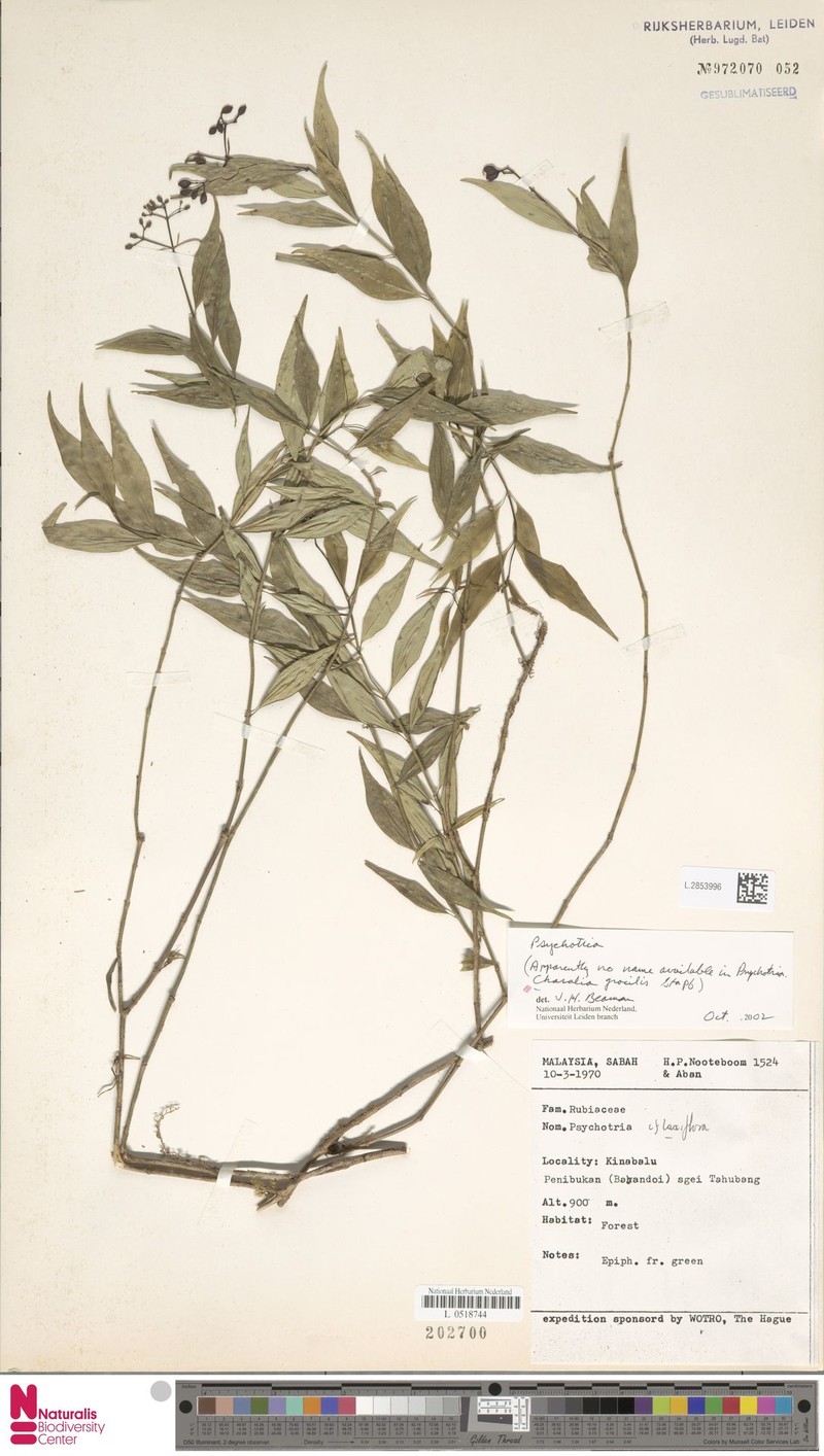Psychotria havilandii photo 2