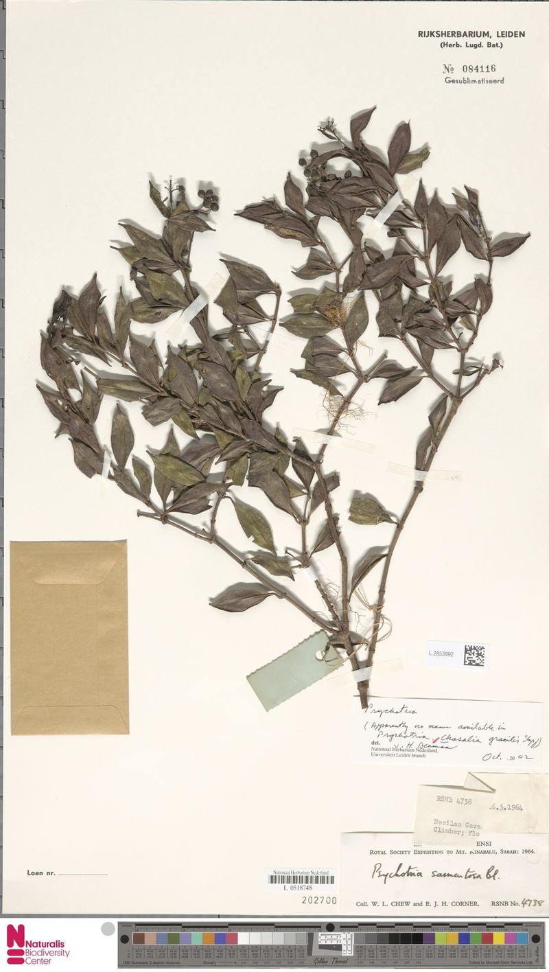 Psychotria havilandii photo 3