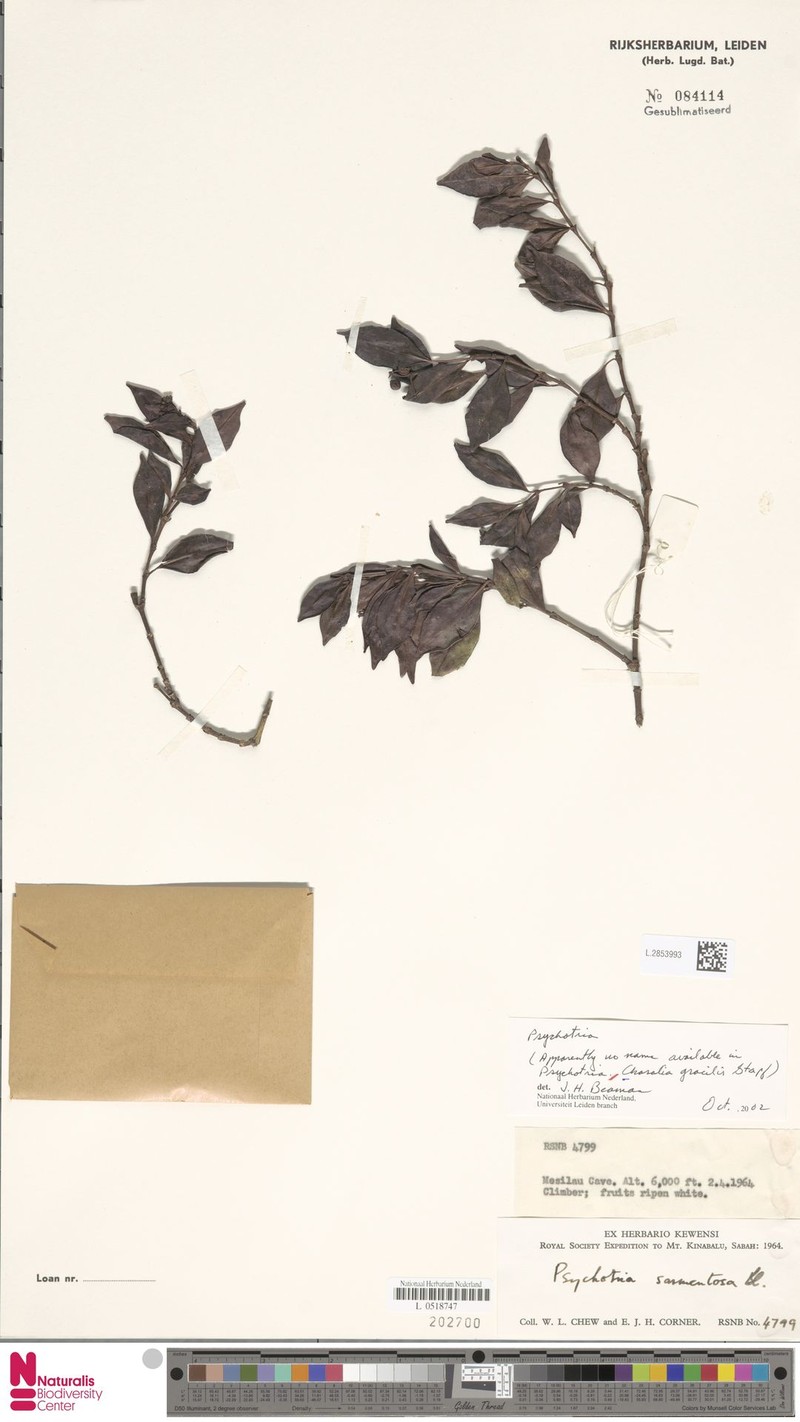 Psychotria havilandii photo 4