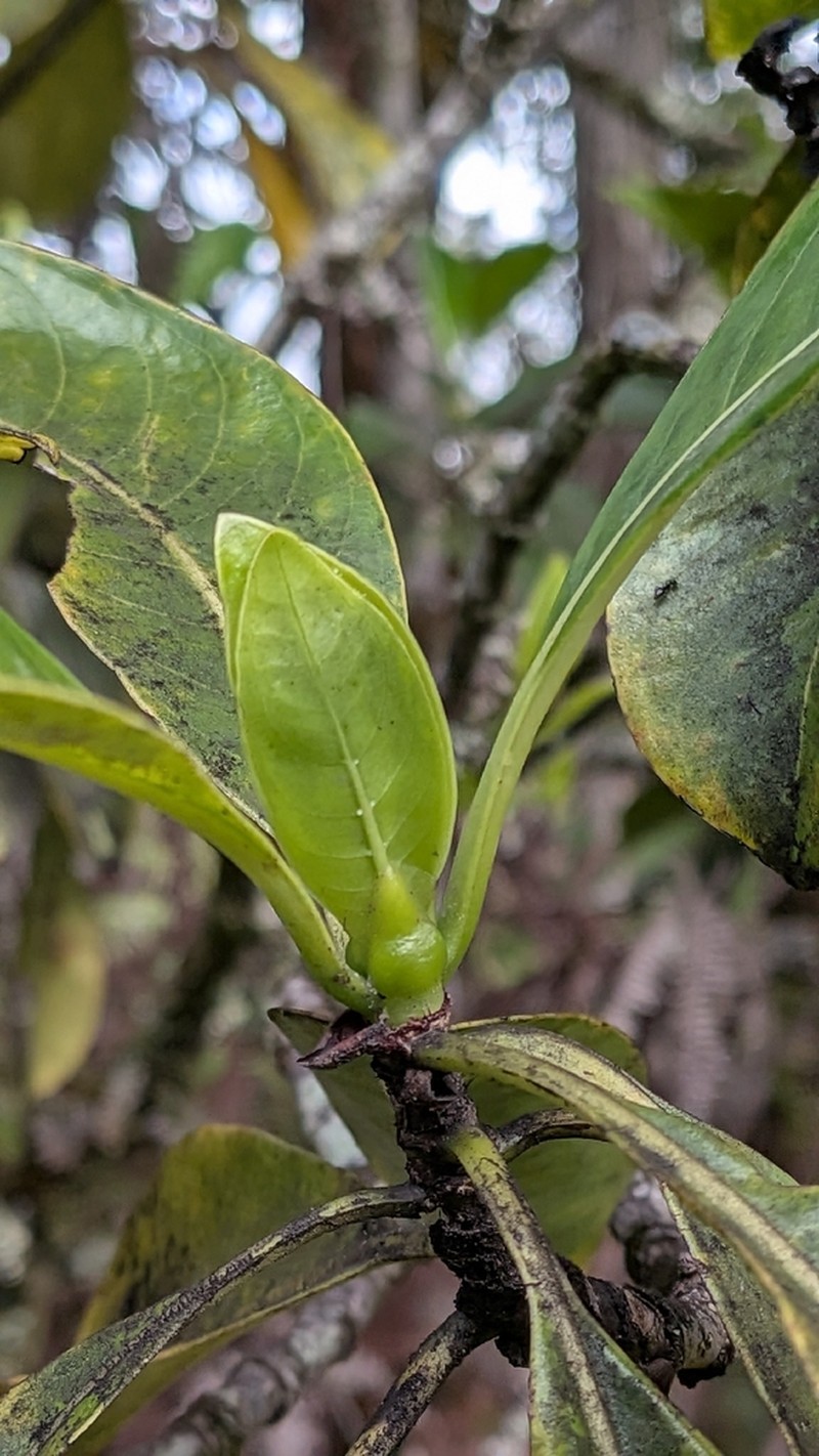 Kopiko 'Ula photo 2