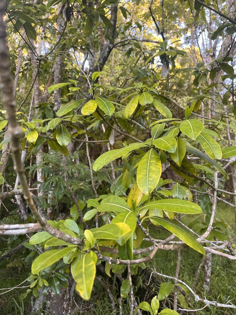 Kopiko 'Ula photo 4