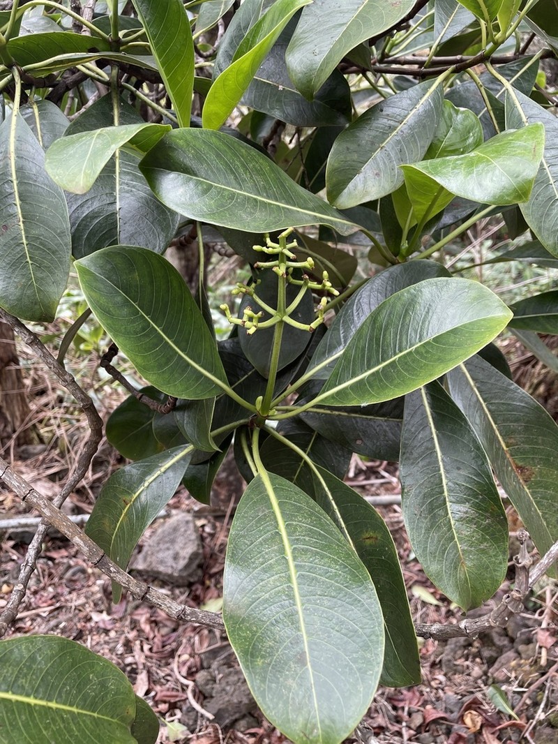 Kopiko 'Ula photo 5