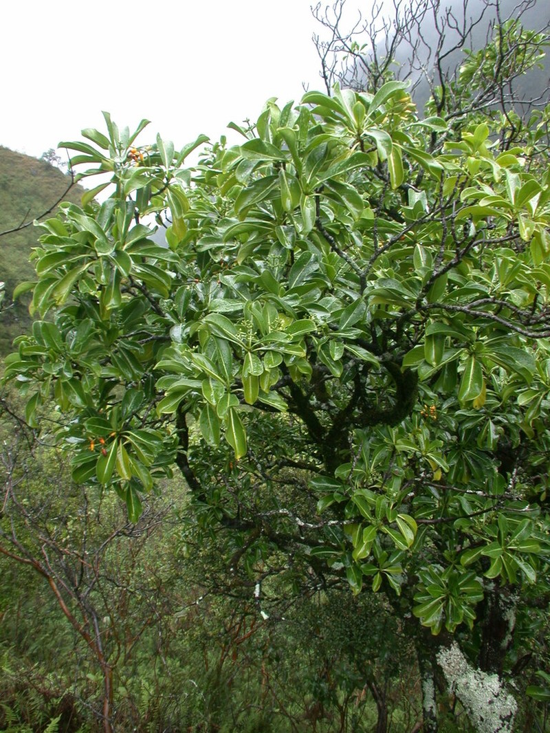 Kopiko 'Ula photo 6