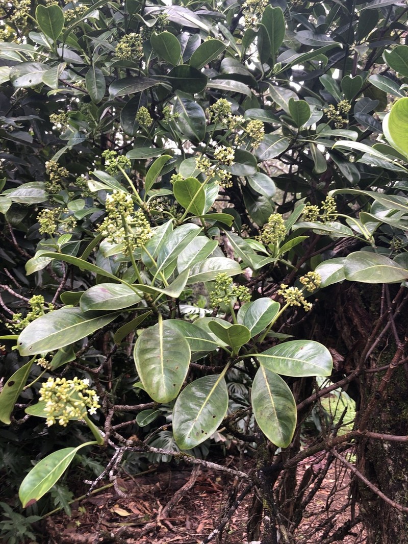 Kopiko 'Ula photo 8