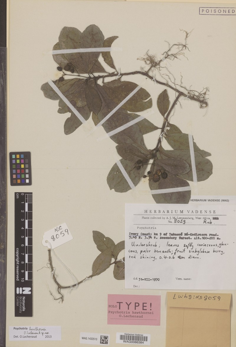 Psychotria hawthornei