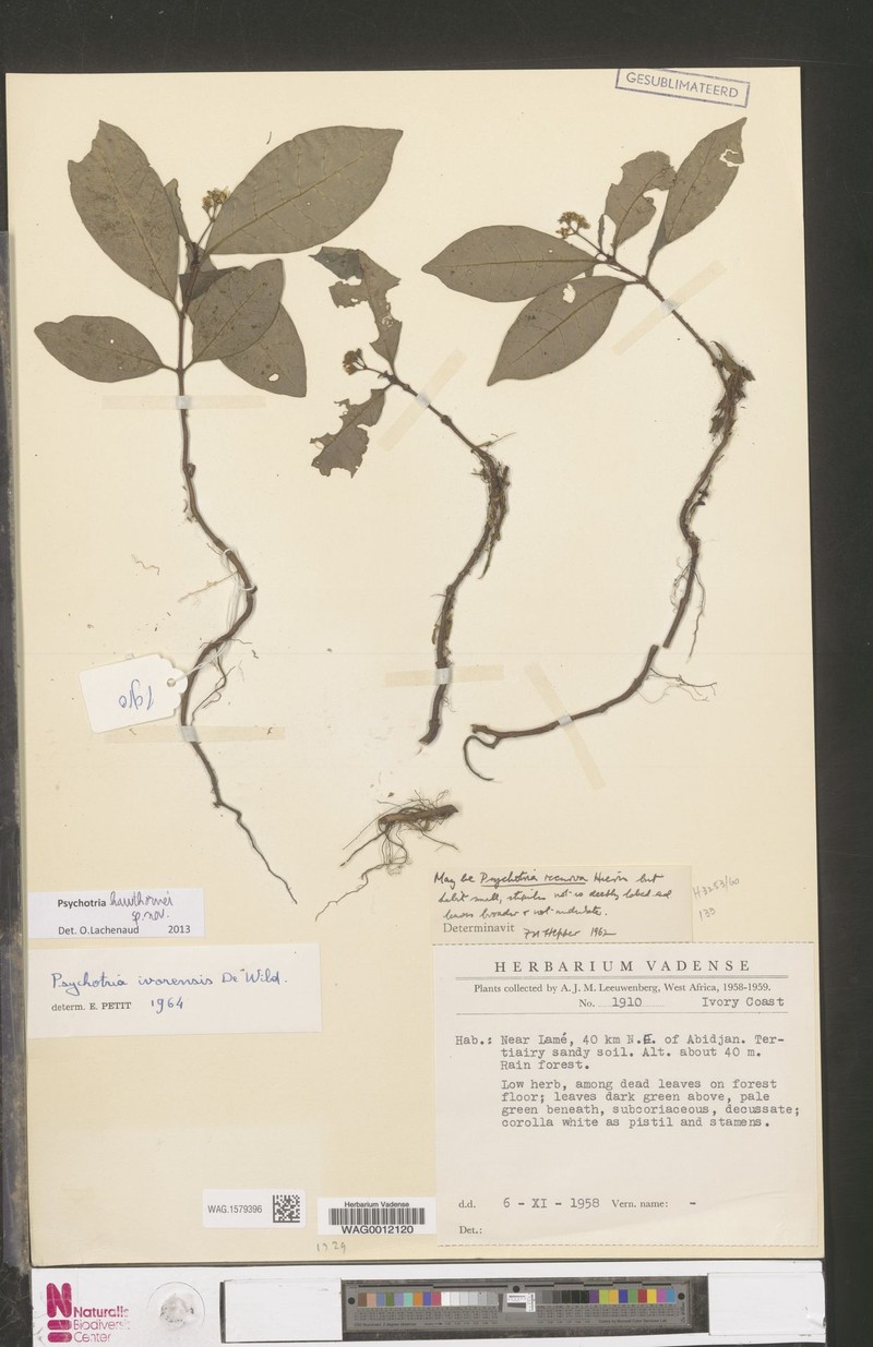 Psychotria hawthornei photo 2