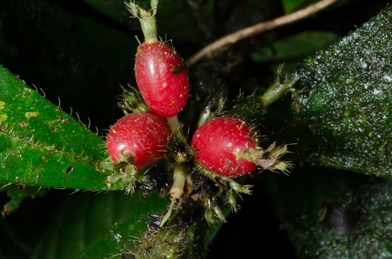 Psychotria hedraeocephala