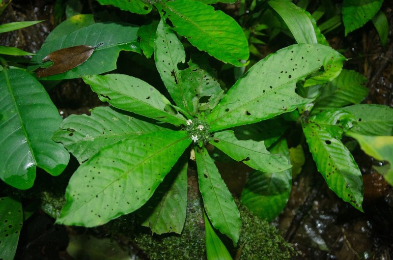 Psychotria hedraeocephala photo 2