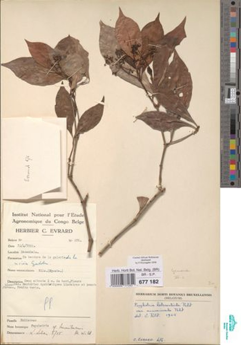 Psychotria heterosticta subsp. acuminata