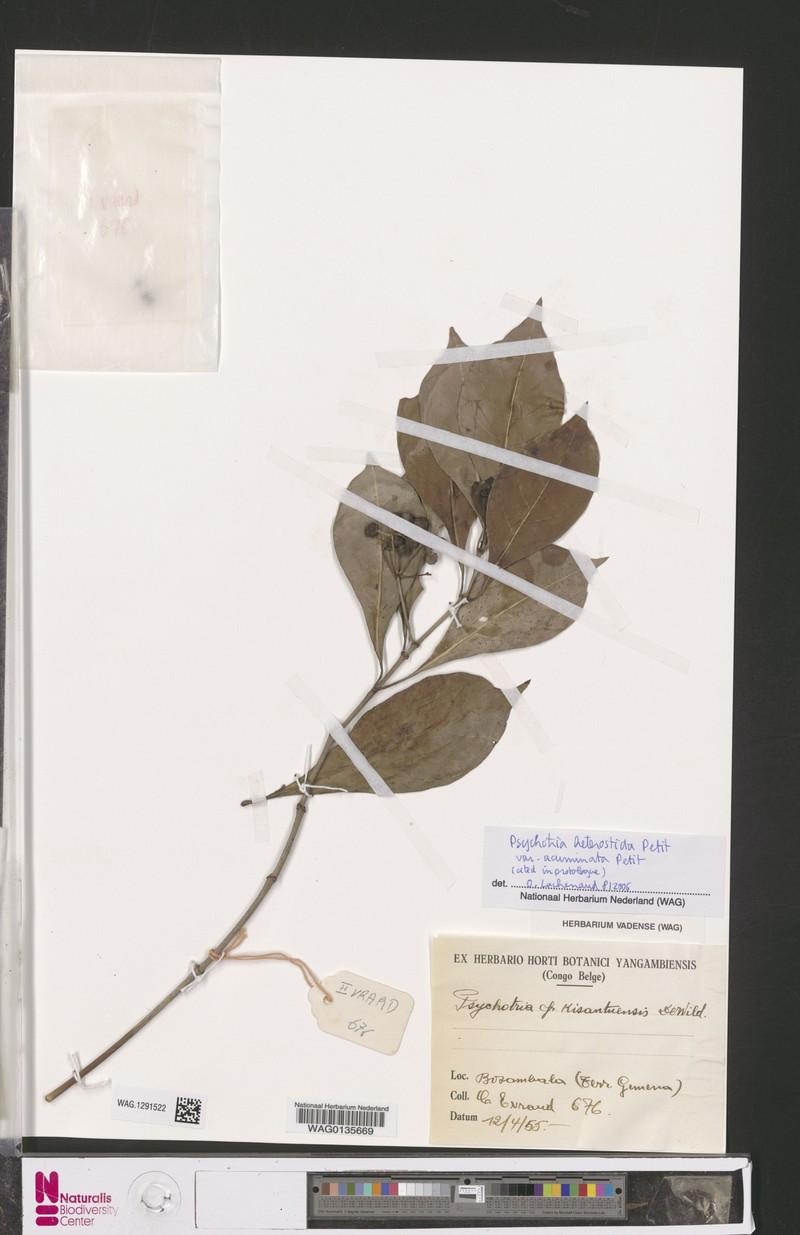 Psychotria heterosticta subsp. acuminata photo 2