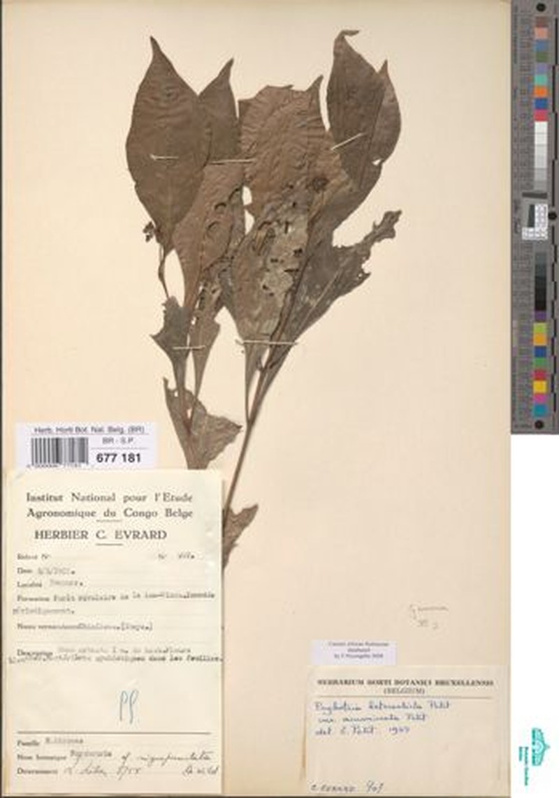 Psychotria heterosticta subsp. acuminata photo 3