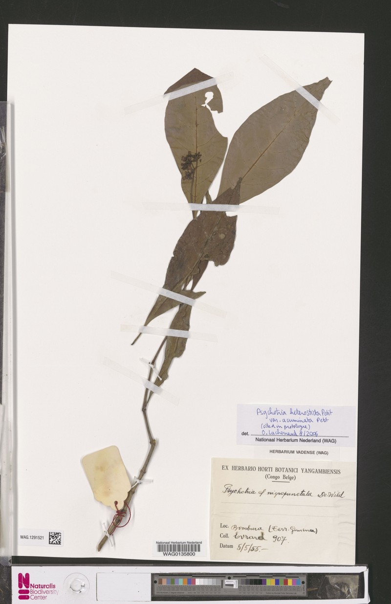 Psychotria heterosticta subsp. acuminata photo 4