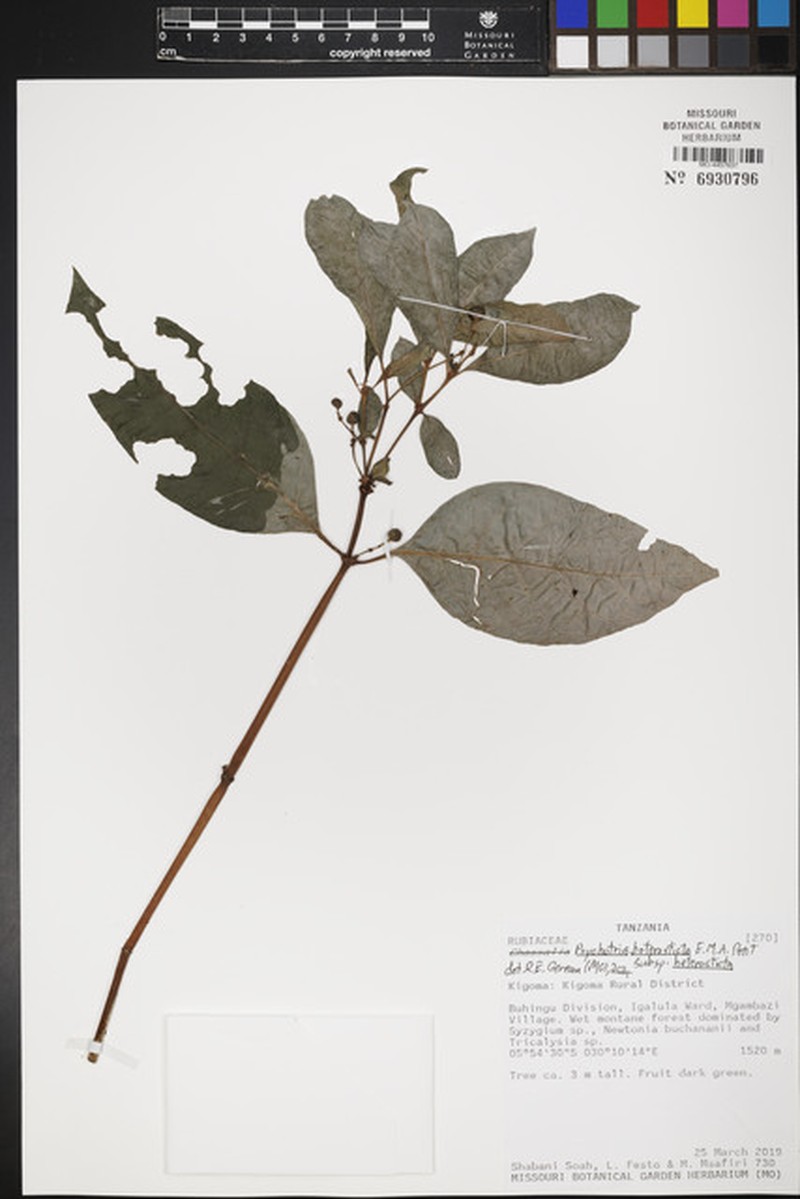 Psychotria heterosticta subsp. heterosticta