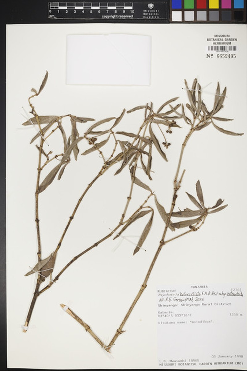 Psychotria heterosticta subsp. heterosticta photo 2