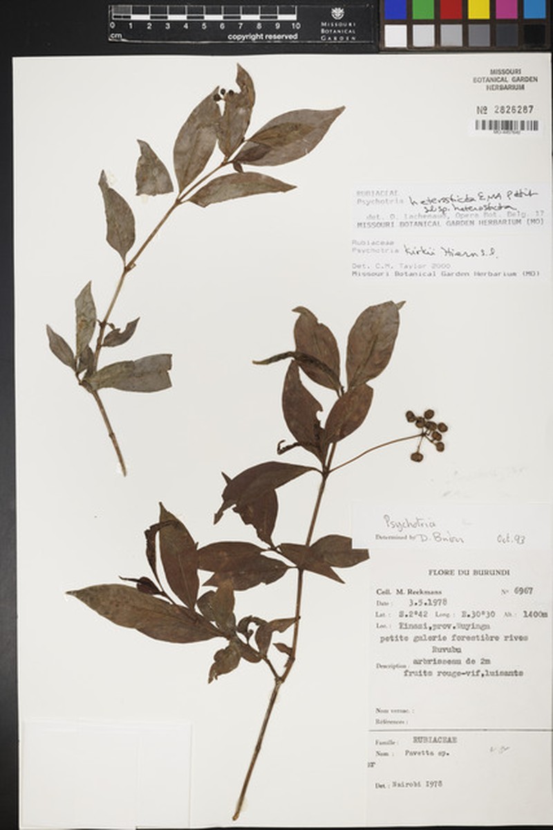 Psychotria heterosticta subsp. heterosticta photo 3