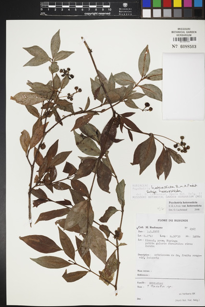 Psychotria heterosticta subsp. heterosticta photo 4