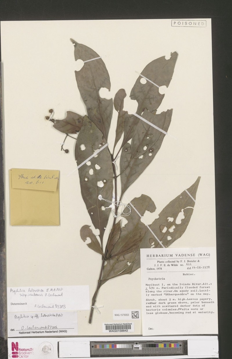 Psychotria heterosticta subsp. ivindoensis