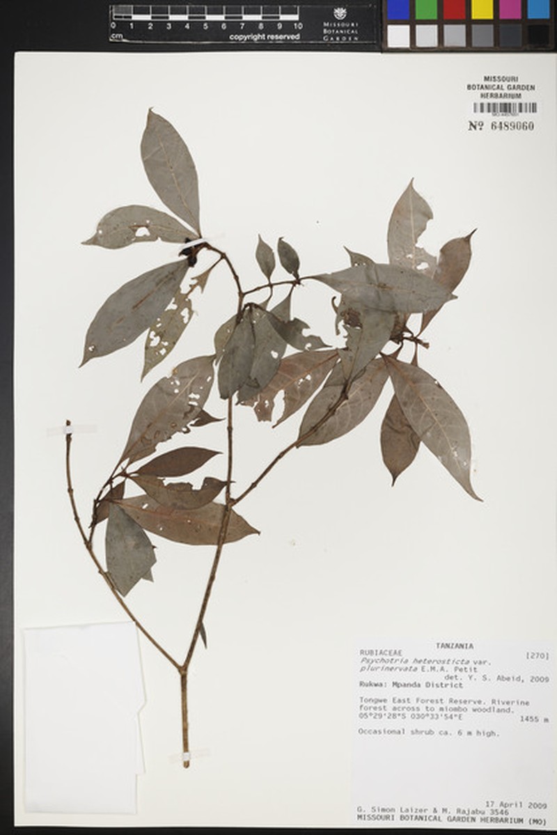 Psychotria heterosticta subsp. plurinervata